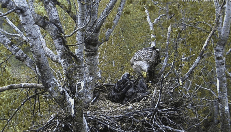 2009-05-17_100908.gif