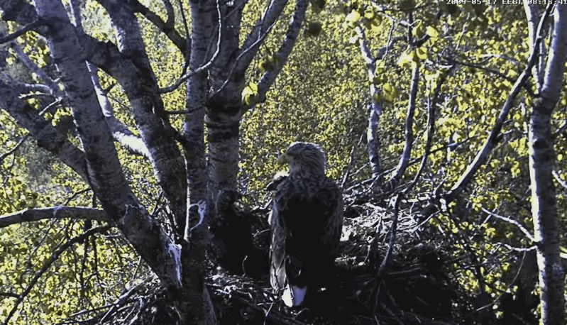 2009-05-17_101304.gif