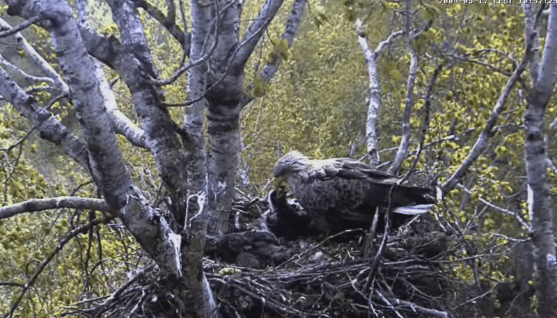 2009-05-17_101821.gif
