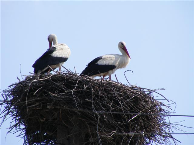 DSCF9085 (Small).JPG