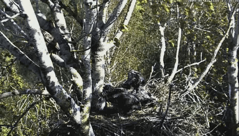 2009-05-17_173030.gif