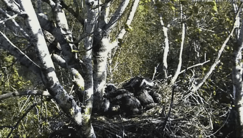 2009-05-17_173054.gif