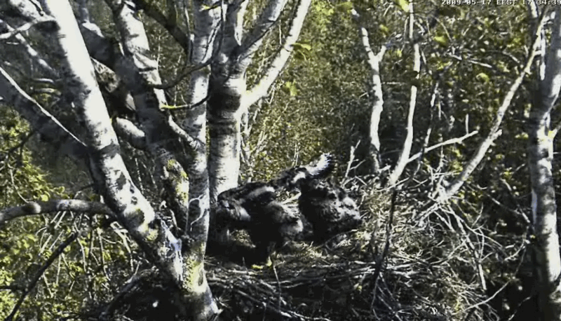 2009-05-17_173215.gif