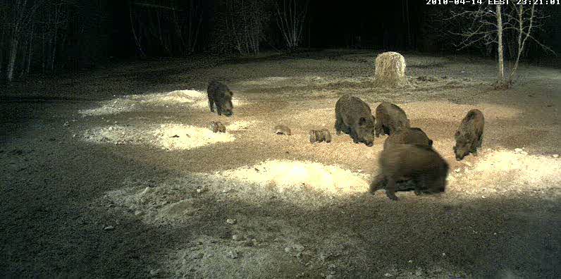 piglets02.jpg