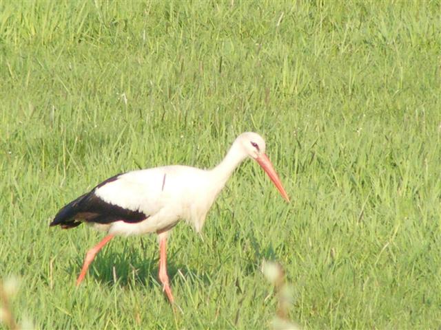 DSCF9294 (Small).JPG