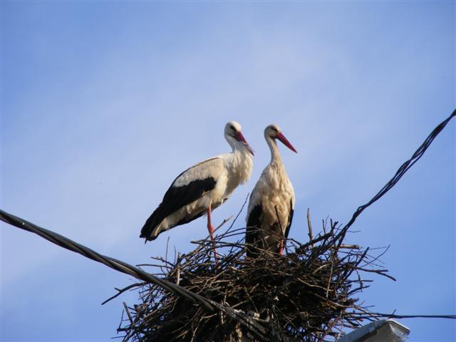 DSCF9337 (Small).JPG