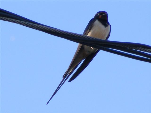 DSCF9331 (Small).JPG