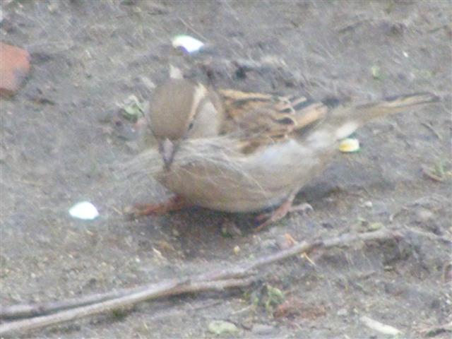 DSCF9248 (Small).JPG