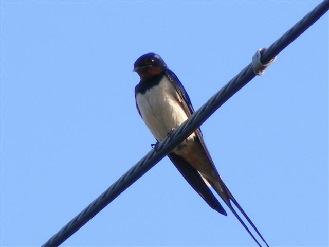 DSCF9341 (Small).JPG