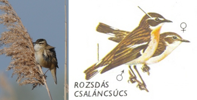 Rozsdás cscs-horz.jpg