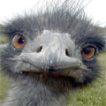 emu.jpg