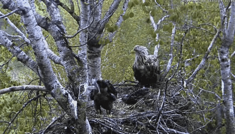 2009-05-18_203126.gif