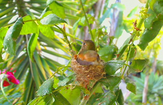 2010-04-21_154849.jpg