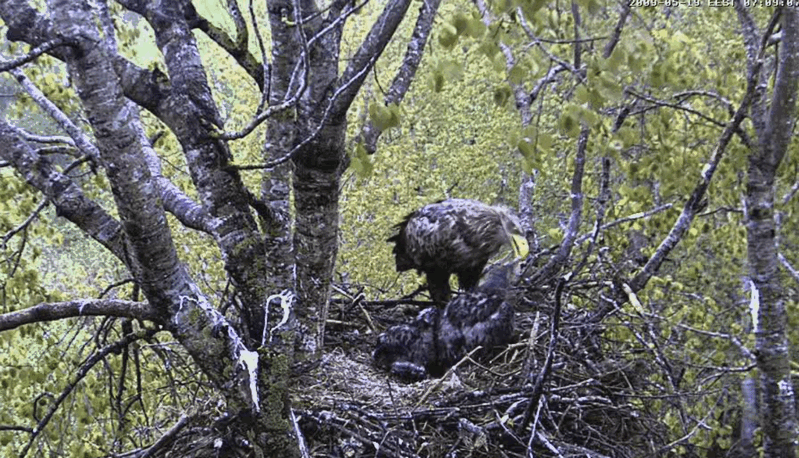 2009-05-19_060832.gif