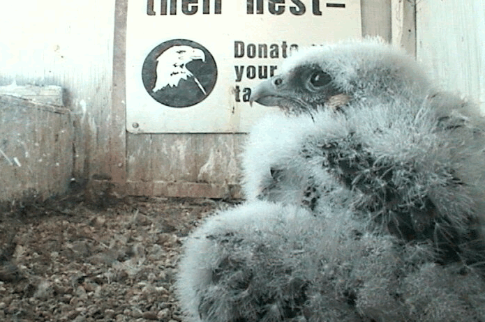 2009-05-19_203002.gif