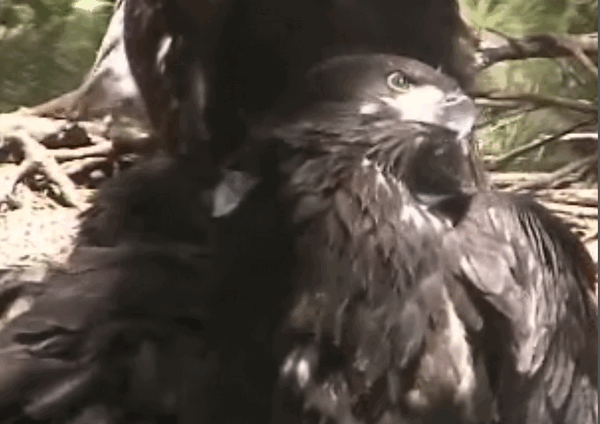 2009-05-20_182910.gif