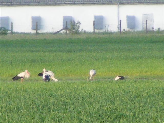 DSCF9484 (Small).JPG