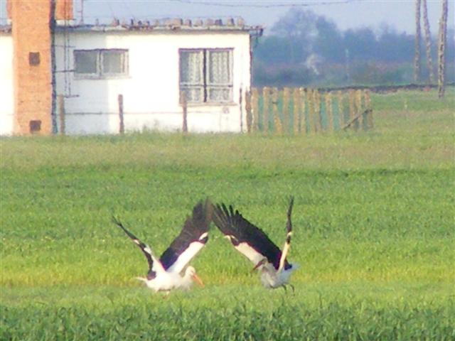 DSCF9489 (Small).JPG