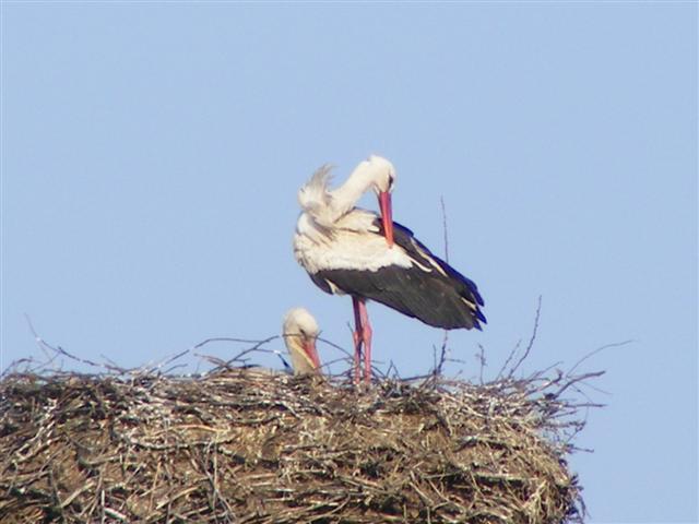 DSCF9431 (Small).JPG