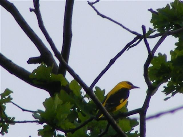 DSCF9554 (Small).JPG