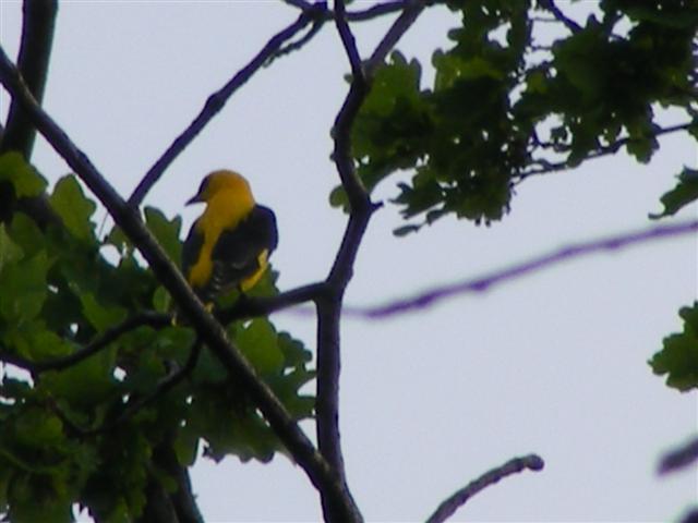 DSCF9555 (Small).JPG