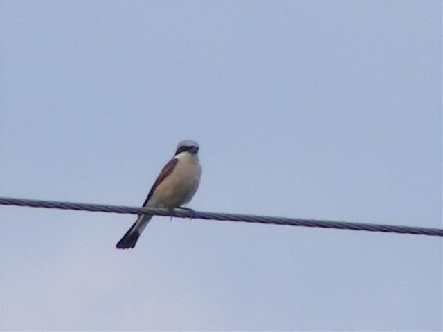 DSCF9553 (Small).JPG