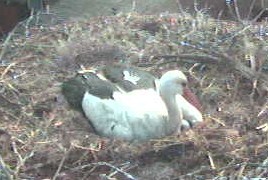 2009-05-22_072459.jpg