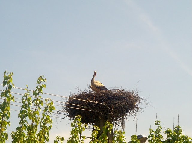 2010-05-07_132146.jpg
