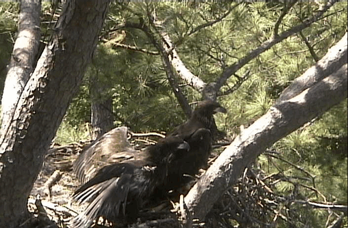 2009-05-22_174328.gif
