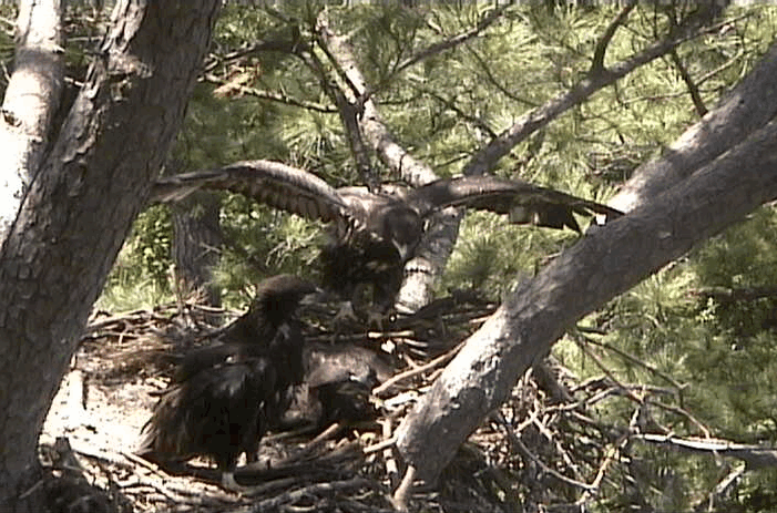 2009-05-22_174409.gif