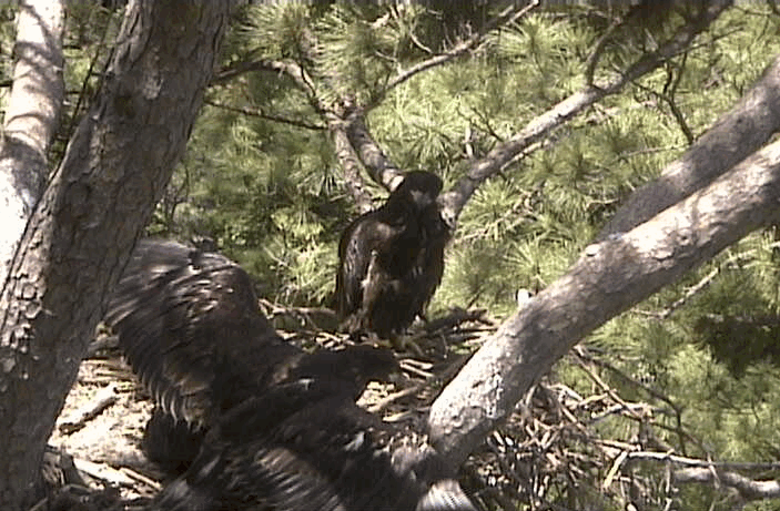 2009-05-22_174526.gif