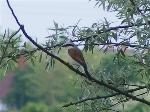 DSCF9642 (Small).JPG