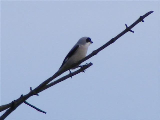 DSCF9650 (Small).JPG