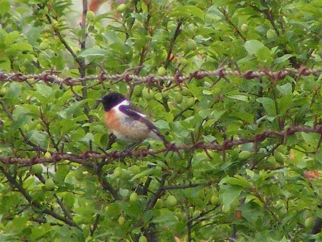 DSCF9657 (Small).JPG