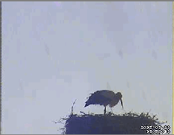 2009-05-23_060246.gif