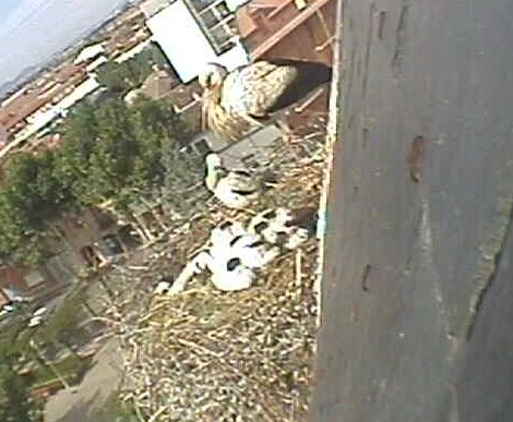 Alovera1.jpg