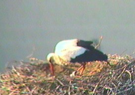 2010-05-17_074234.jpg