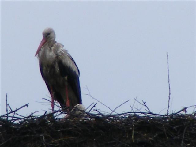 DSCF9731 (Small).JPG