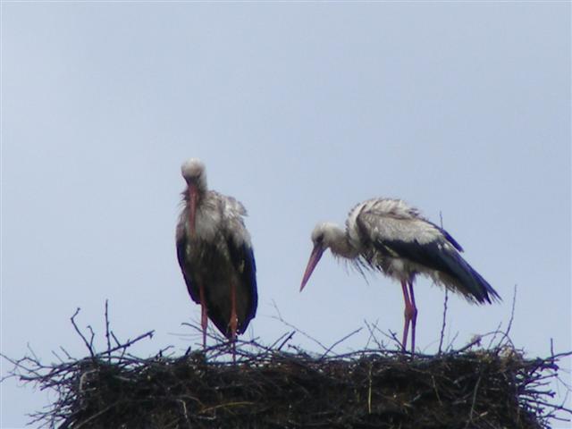 DSCF9738 (Small).JPG