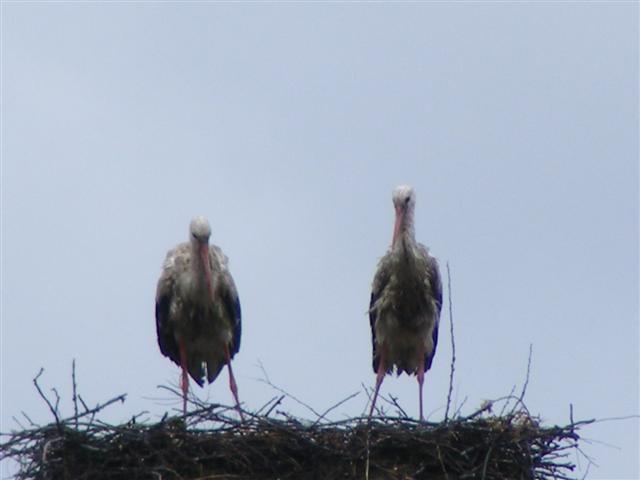 DSCF9739 (Small).JPG