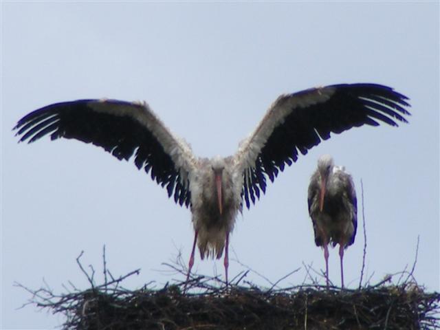 DSCF9740 (Small).JPG