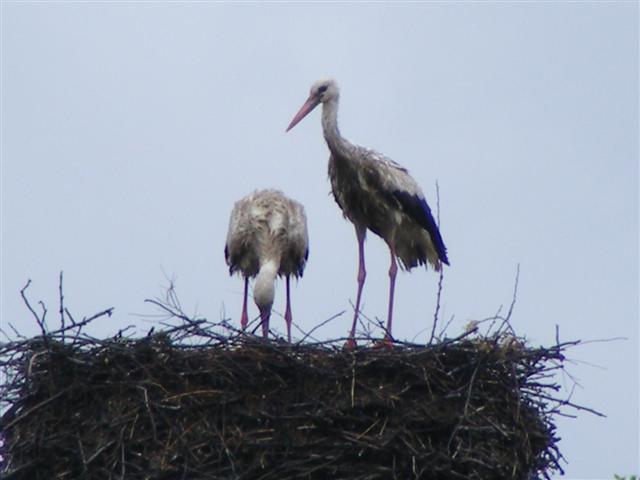 DSCF9743 (Small).JPG