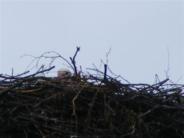 DSCF9732 (Small).JPG