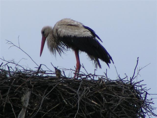 DSCF9825 (Small).JPG