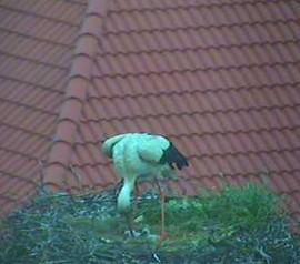 2010-05-20_081420.jpg