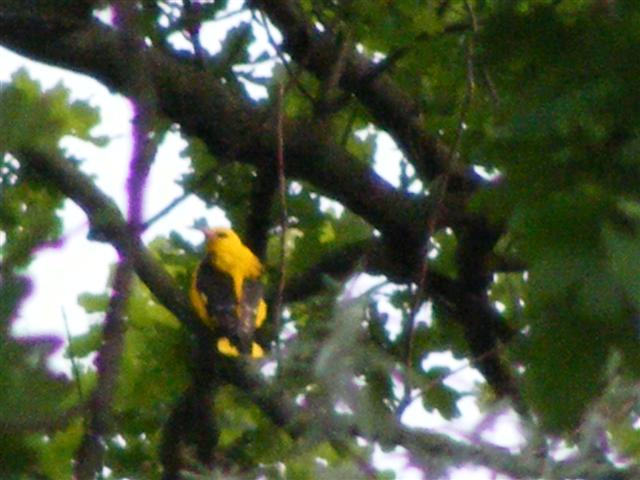 DSCF9896 (Small).JPG
