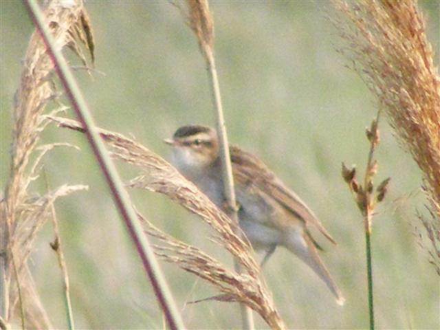DSCF9889 (Small).JPG