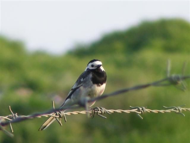 DSCF9890 (Small).JPG