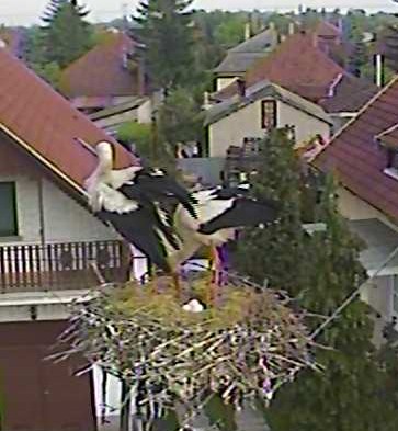 2010-05-23_052247.jpg