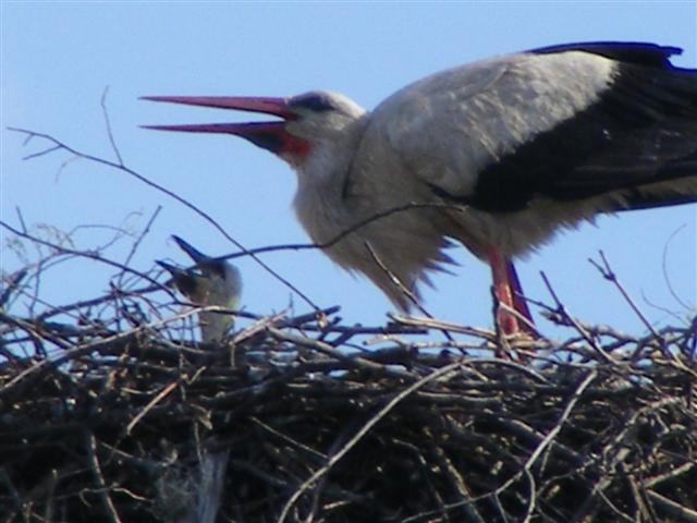 DSCF0003 (Small).JPG
